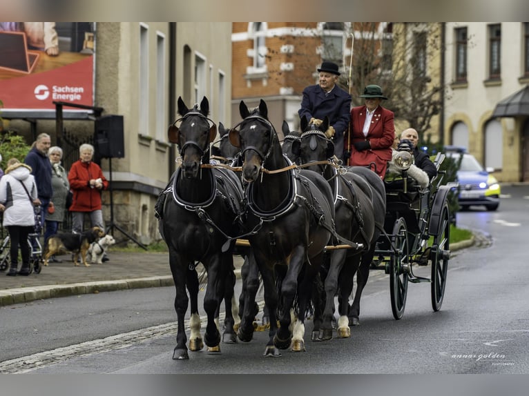 MYLORD EXZELLENZ Heavy Warmblood Stallion  in Ellefeld