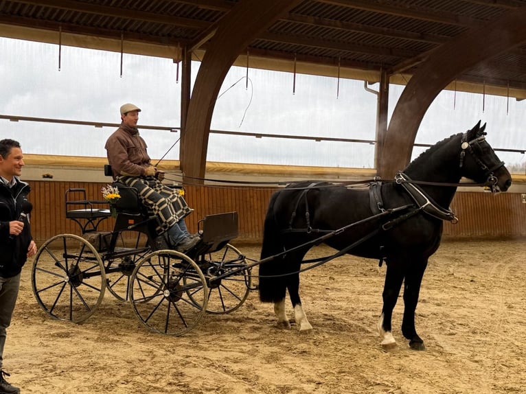 MYLORD EXZELLENZ Heavy Warmblood Stallion  in Ellefeld