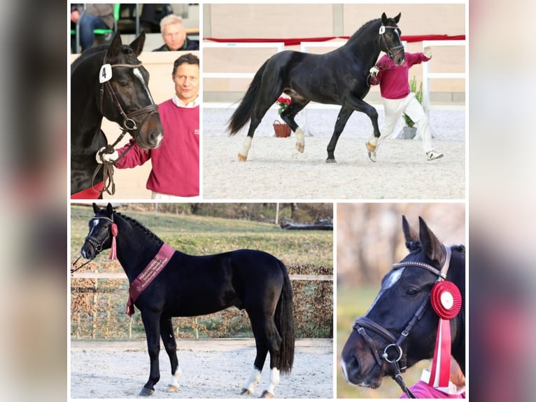 MYLORD EXZELLENZ Schweres Warmblut Hengst  in Ellefeld