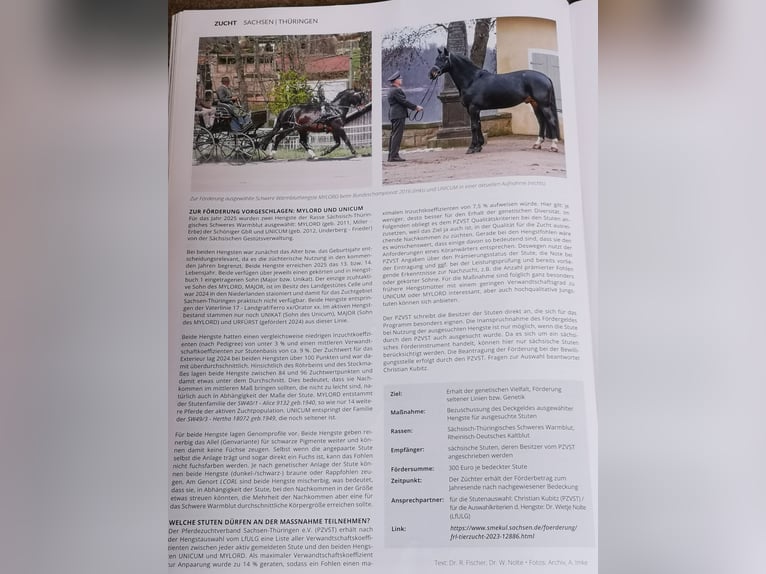 MYLORD EXZELLENZ Schweres Warmblut Hengst  in Ellefeld