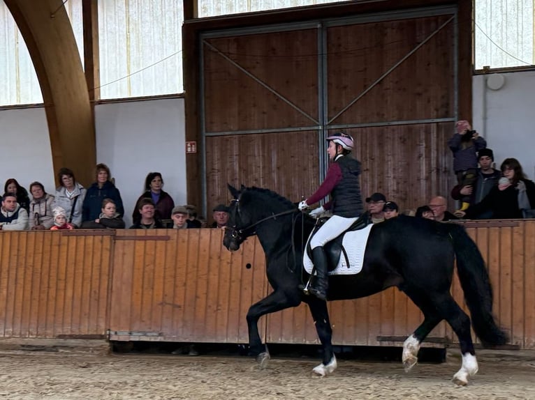 MYLORD EXZELLENZ Schweres Warmblut Hengst  in Ellefeld