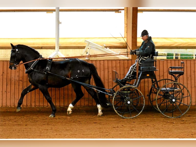 MYLORD EXZELLENZ Schweres Warmblut Hengst  in Ellefeld