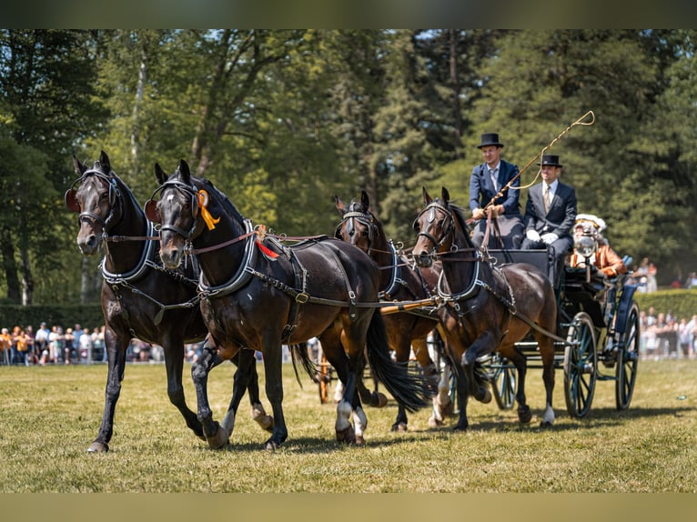 MYLORD EXZELLENZ Schweres Warmblut Ogier  in Ellefeld