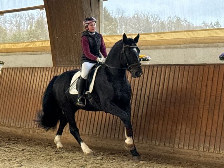 MYLORD EXZELLENZ Warmblood pesado Semental  in Ellefeld