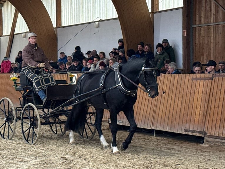 MYLORD EXZELLENZ Warmblood pesado Semental  in Ellefeld