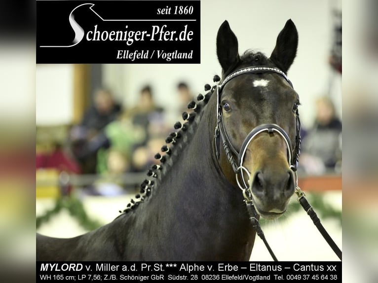 MYLORD EXZELLENZ Zwaar warmbloed Hengst  in Ellefeld