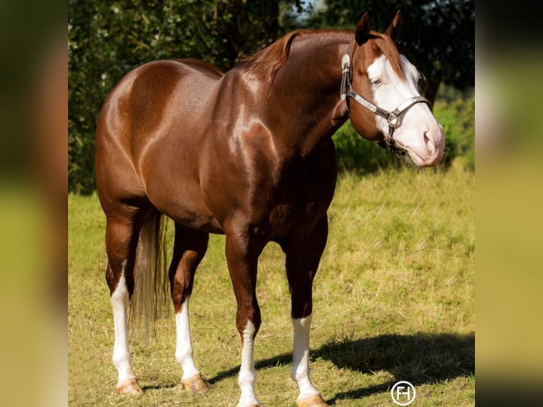 ND GUN SAWYER American Quarter Horse Stallion Chestnut-Red in Mellingen