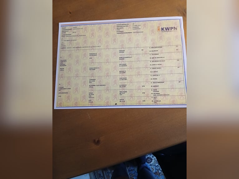 Nederlandse koudbloedige Hengst 3 Jaar 167 cm Vos in Baak