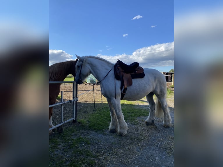 Nederlandse koudbloedige Merrie 10 Jaar 174 cm Schimmel in Bad Oeynhausen