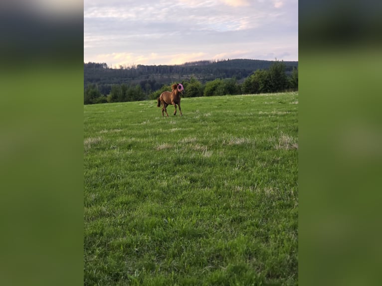 Nederlandse koudbloedige Mix Merrie 1 Jaar 145 cm Bruin in Meinerzhagen