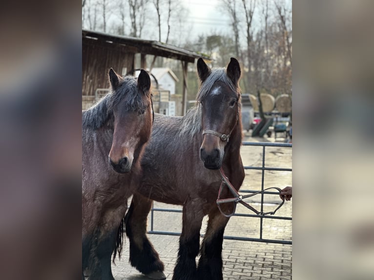 Nederlandse koudbloedige Merrie 3 Jaar 165 cm Roodbruin in Bad Homburg vor der HöheBad Homburg