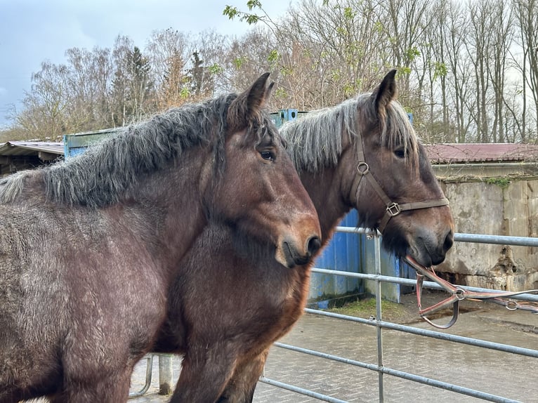 Nederlandse koudbloedige Merrie 3 Jaar 165 cm Roodbruin in Bad Homburg vor der HöheBad Homburg