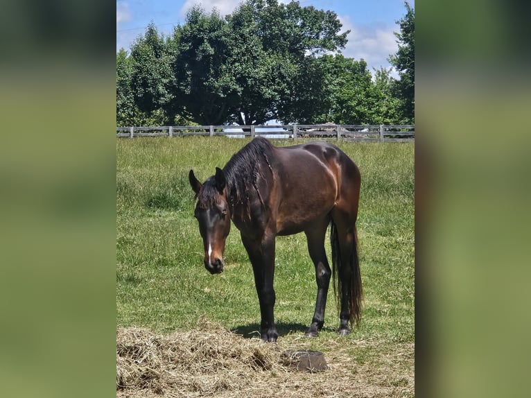 Nederlandse koudbloedige Merrie 4 Jaar 152 cm Roodbruin in Fredericksburg