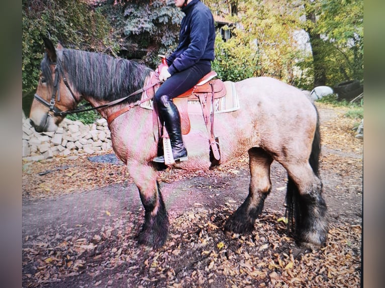 Nederlandse koudbloedige Merrie 7 Jaar 165 cm Brown Falb schimmel in Wolfenbüttel-Groß stöckheim