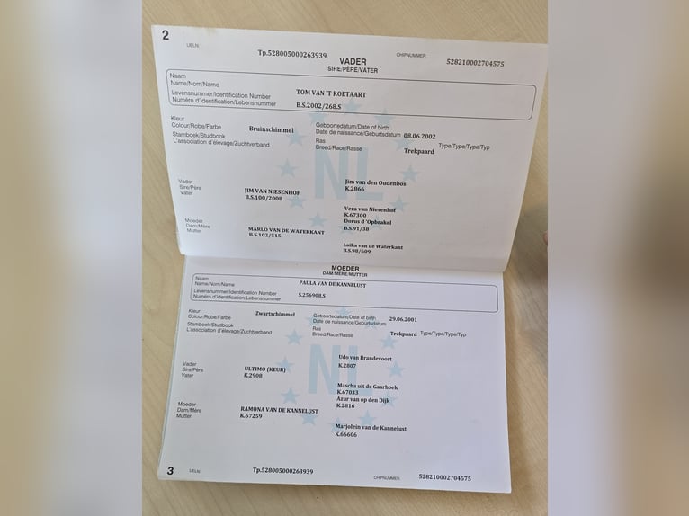 Nederlandse koudbloedige Ruin 14 Jaar Zwart in JuistJuist