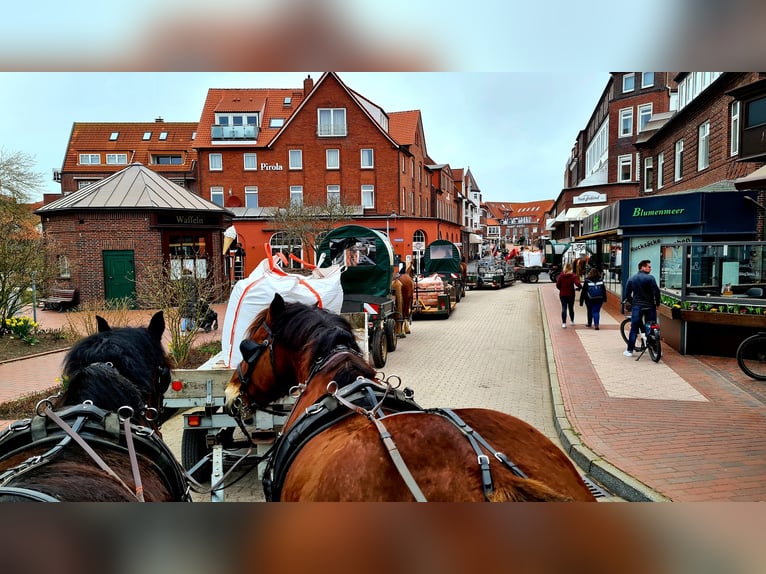 Nederlandse koudbloedige Ruin 14 Jaar Zwart in JuistJuist