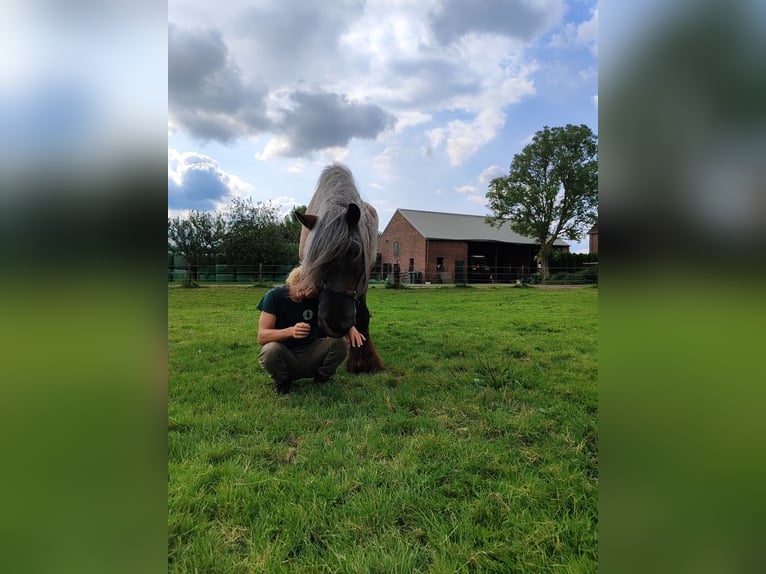 Nederlandse koudbloedige Ruin 6 Jaar 177 cm Roan-Red in Lienden