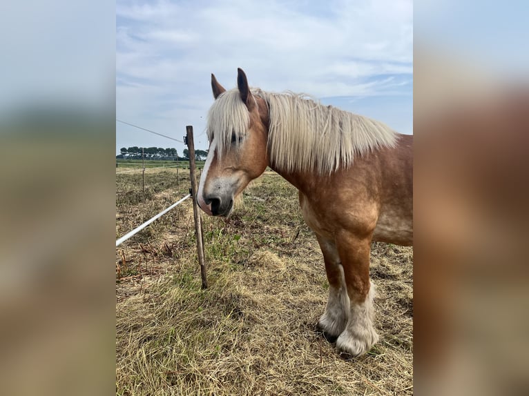 Nederlandse koudbloedige Ruin 7 Jaar 165 cm Vos in Nieuwe Pekela