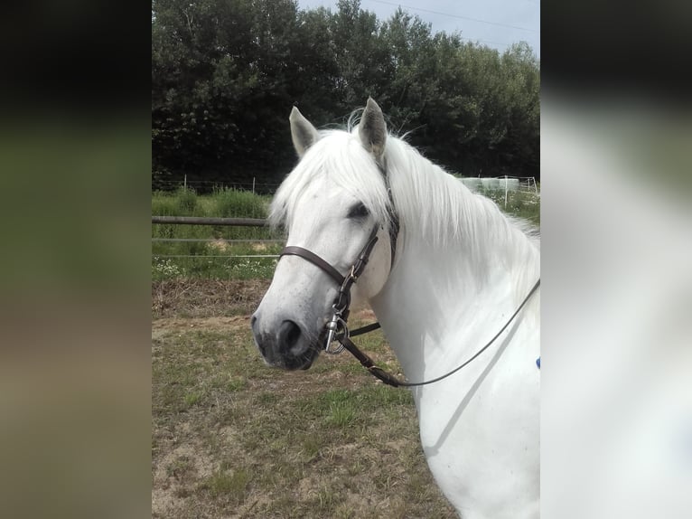 Nette Reitbeteiligung gesucht