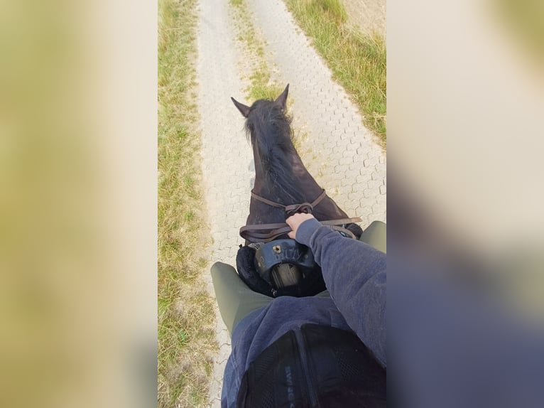 Nettes Mädchen sucht reitbeteiligung