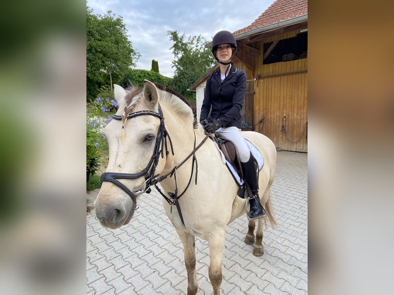 Nettes Mädchen sucht reitbeteiligung