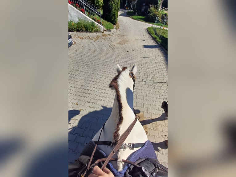 Nettes Mädchen sucht reitbeteiligung