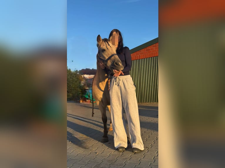 Nettes Mädchen sucht reitbeteiligung