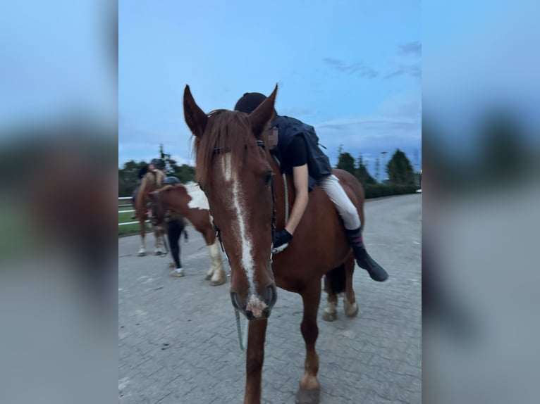 Nettes Mädchen sucht reitbeteiligung