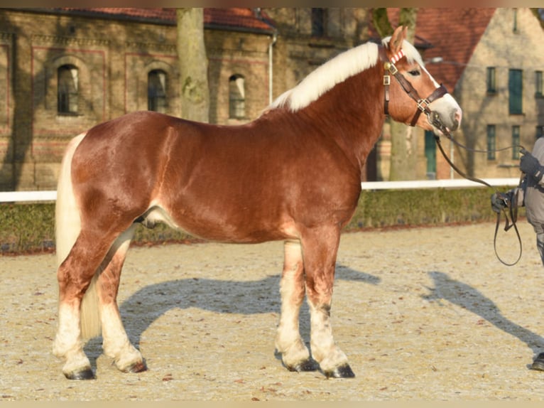 NEVIO Renano Stallone in Warendorf