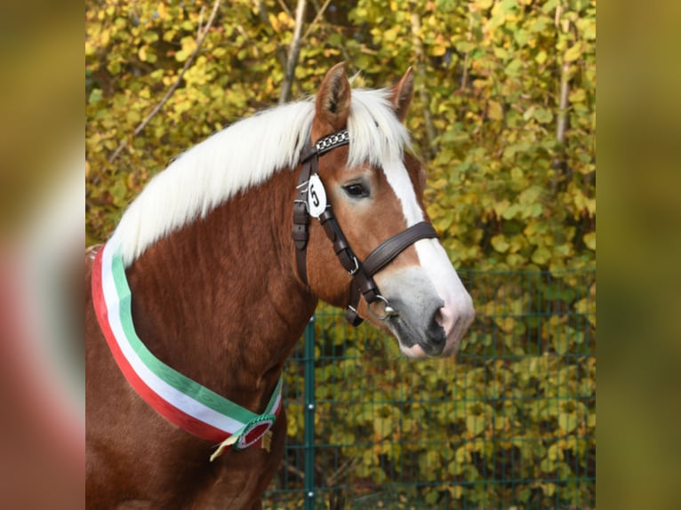 NEVIO Renano Stallone in Warendorf