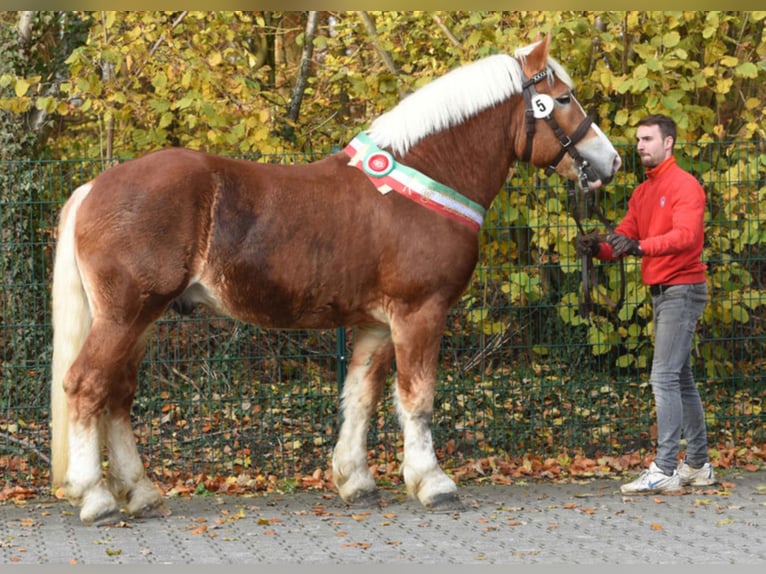 NEVIO Reńsko-niemiecki koń zimnokrwisty Ogier Kasztanowata in Warendorf