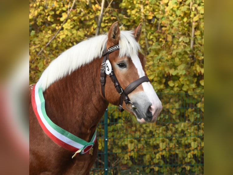 NEVIO Reńsko-niemiecki koń zimnokrwisty Ogier Kasztanowata in Warendorf