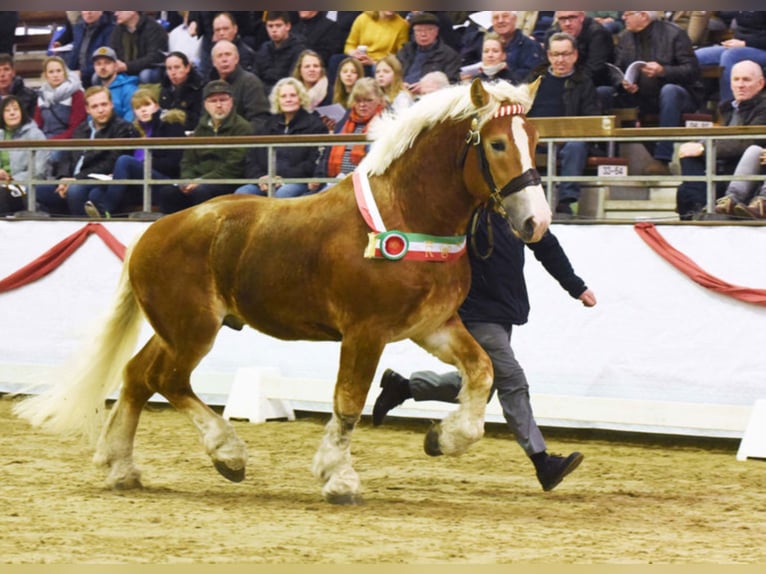 NEVIO Rhenisch-German Heavy Draft Stallion Chestnut-Red in Warendorf