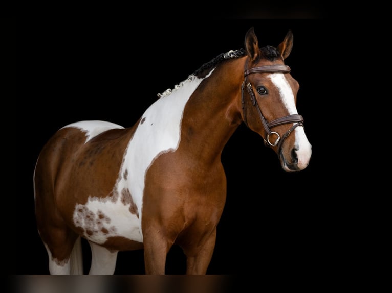 New Forest Castrone 10 Anni 153 cm Pezzato in Oost West en Middelbeers