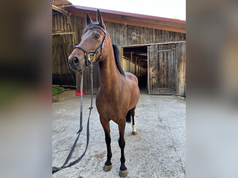 New Forest Castrone 11 Anni 145 cm Baio scuro in VeringenstadtVeringenstadt