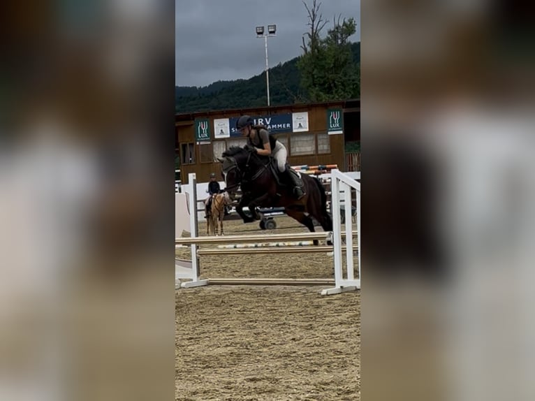 New Forest Castrone 11 Anni 146 cm Baio scuro in LangenpeuerbachPeuerbach