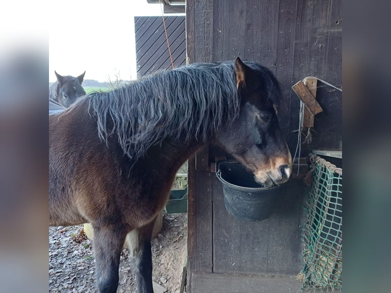 New Forest Castrone 11 Anni 146 cm Baio scuro in Toppenstedt