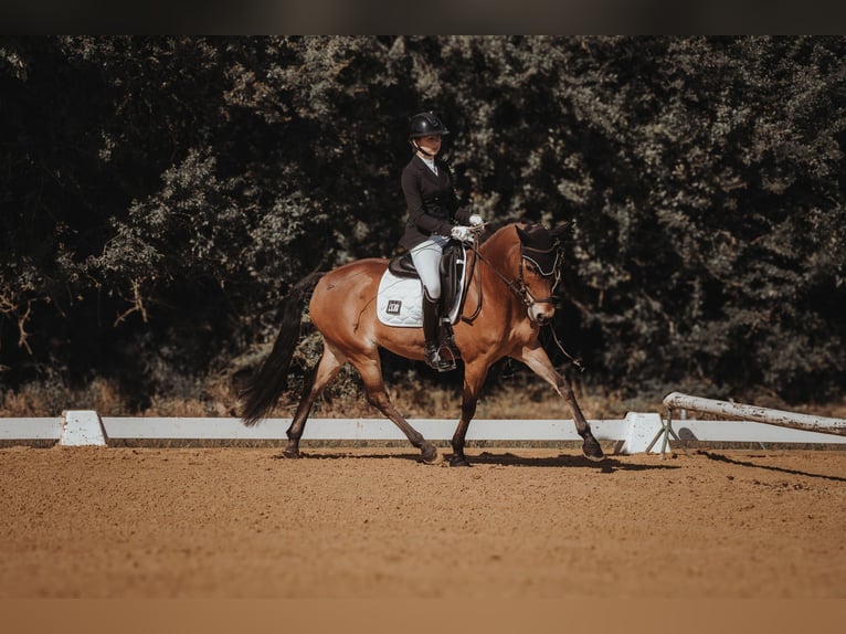 New Forest Castrone 12 Anni 148 cm Baio in Straelen