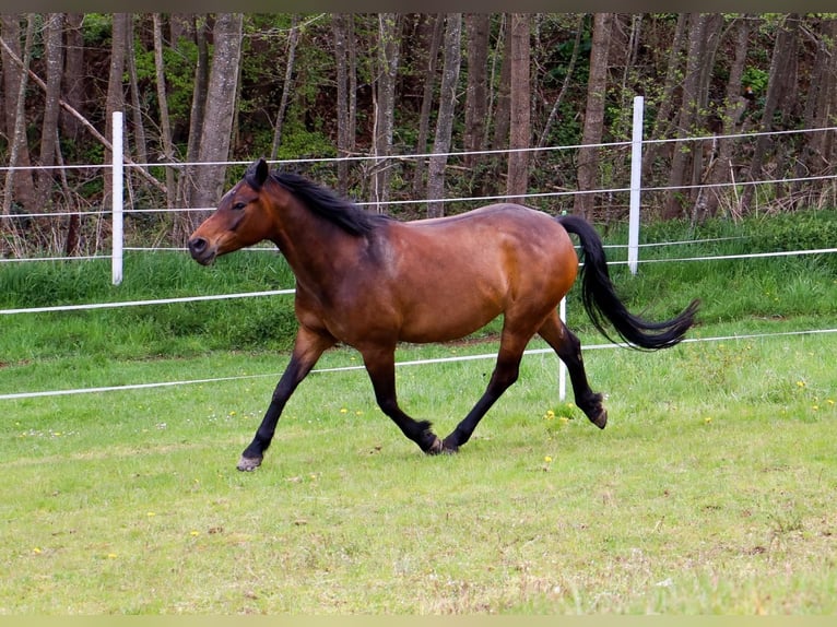 New Forest Castrone 12 Anni 153 cm Baio in Niederkirchen