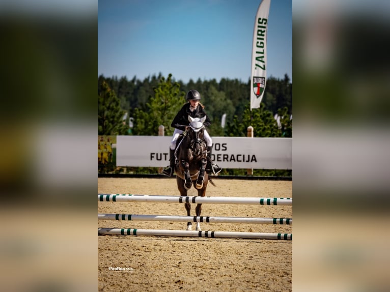 New Forest Castrone 13 Anni 145 cm Baio scuro in Kaunas