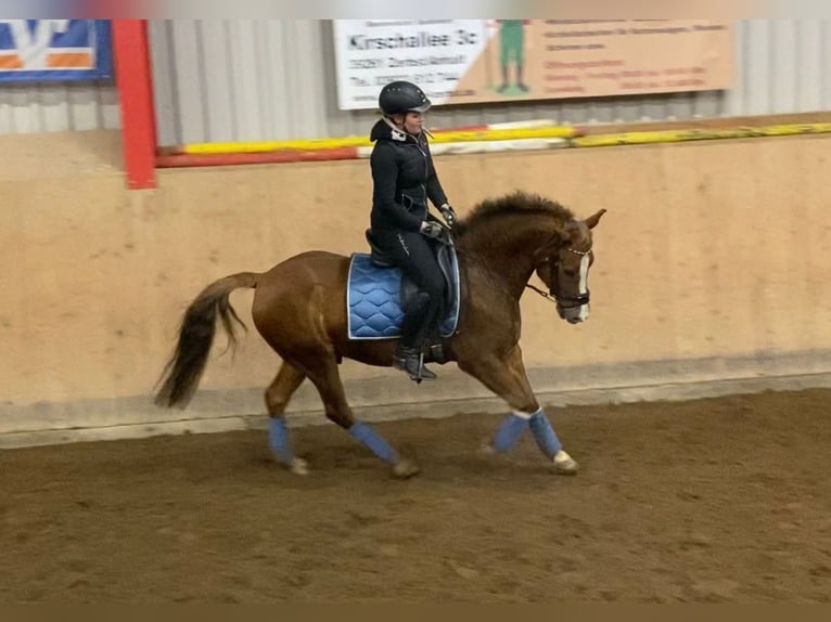 New Forest Castrone 13 Anni 147 cm Sauro in Bonitz