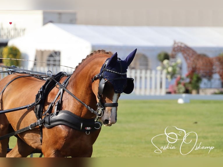New Forest Castrone 13 Anni 147 cm Sauro in Bonitz