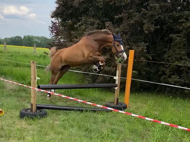 New Forest Castrone 13 Anni 147 cm Sauro in Bonitz