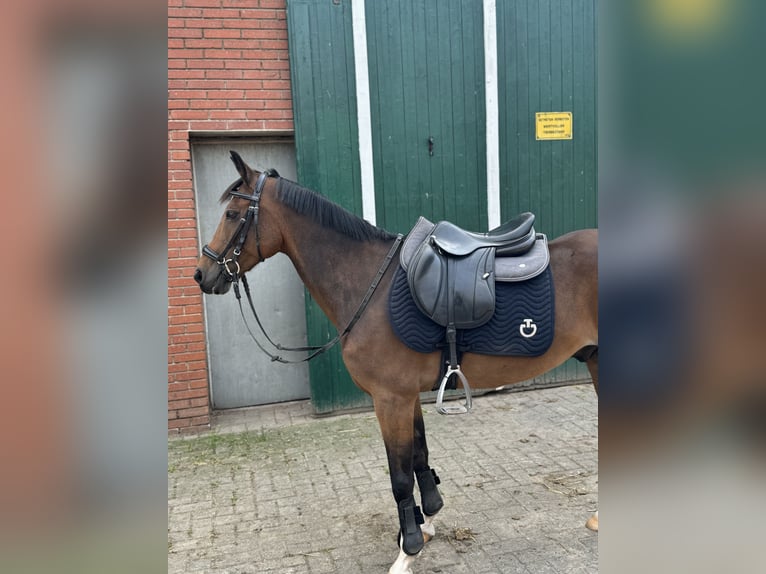 New Forest Castrone 14 Anni 140 cm Baio in Essen (Oldenburg)