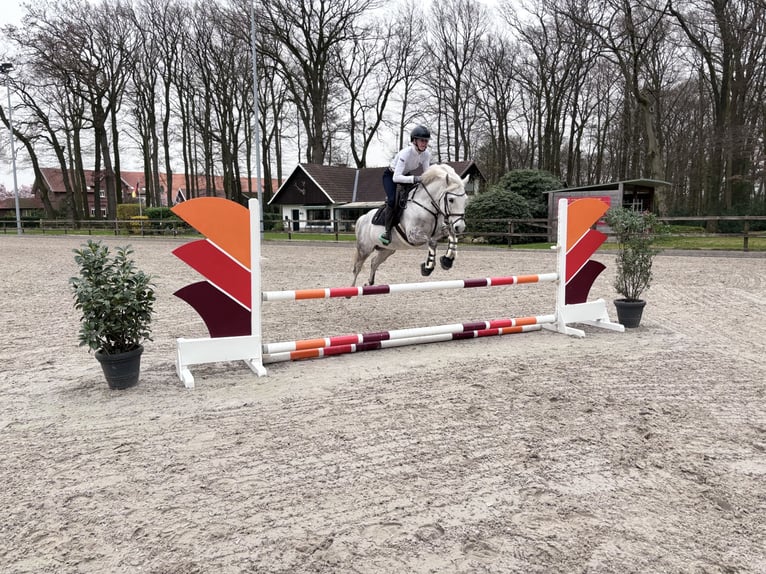 New Forest Castrone 14 Anni 142 cm Grigio trotinato in Essen (Oldenburg)