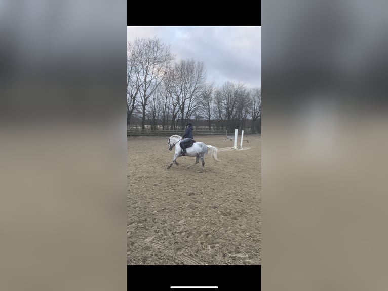 New Forest Castrone 14 Anni 142 cm Grigio trotinato in Essen (Oldenburg)