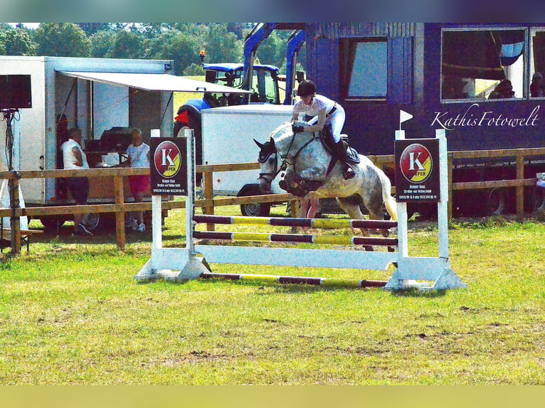 New Forest Castrone 14 Anni 142 cm Grigio trotinato in Essen (Oldenburg)