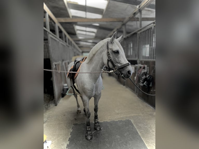 New Forest Castrone 14 Anni 142 cm Grigio trotinato in Essen (Oldenburg)