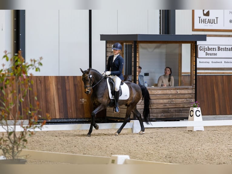 New Forest Castrone 14 Anni 144 cm Baio scuro in Nieuw-Vennep