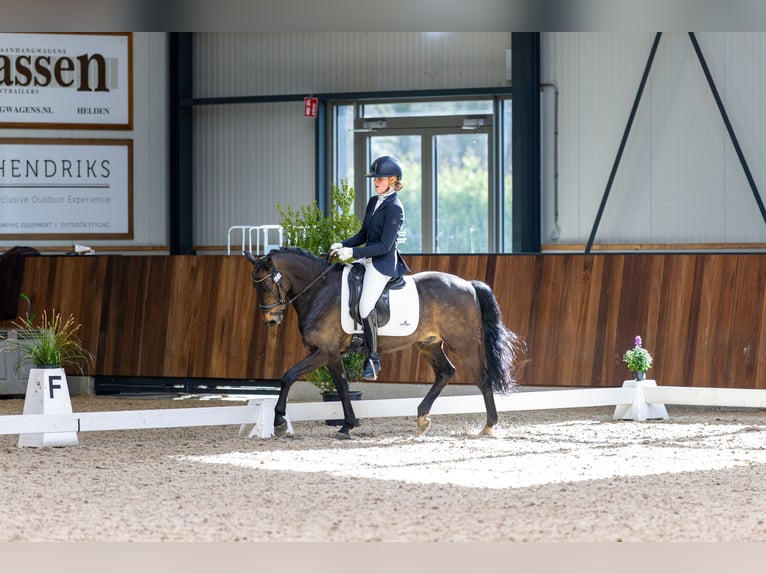 New Forest Castrone 14 Anni 144 cm Baio scuro in Nieuw-Vennep